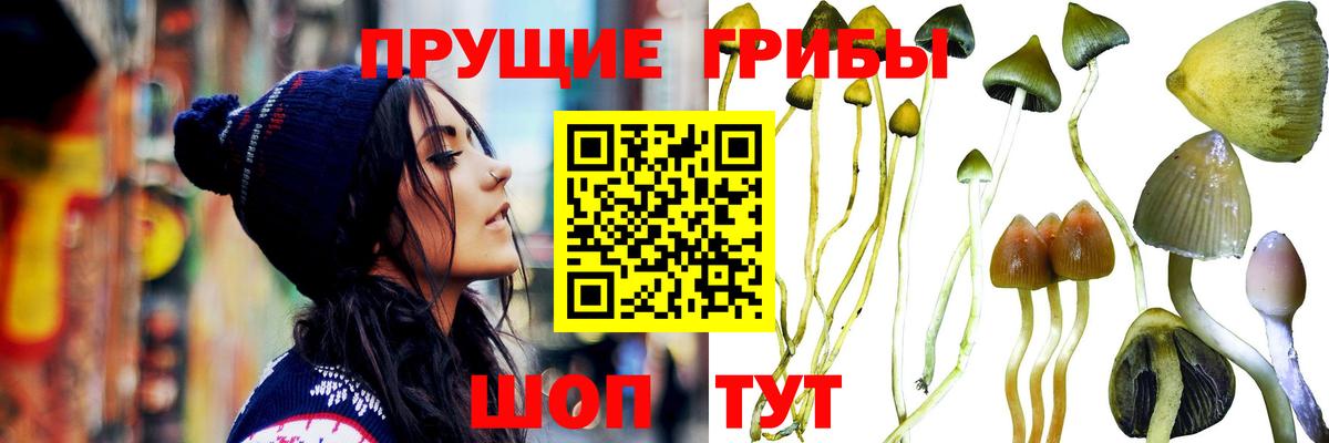 хочу   Псилоцибиновые грибы ЛСД  Вход с VPN  Богородицк 